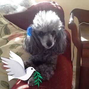 Meet your Posher, Debbie